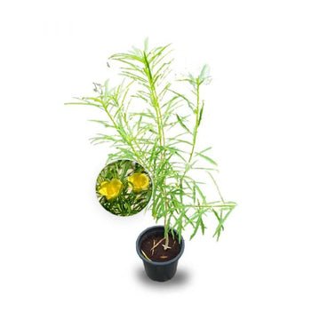 Yellow Oleander